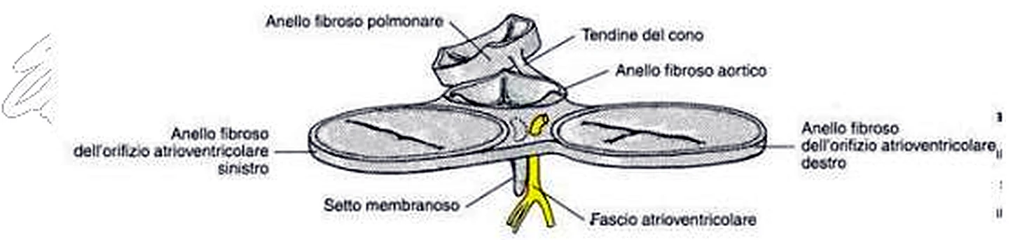 Cuatro anillos fibrosos unidos entre sí, y el fascículo en amarillo hacia abajo.