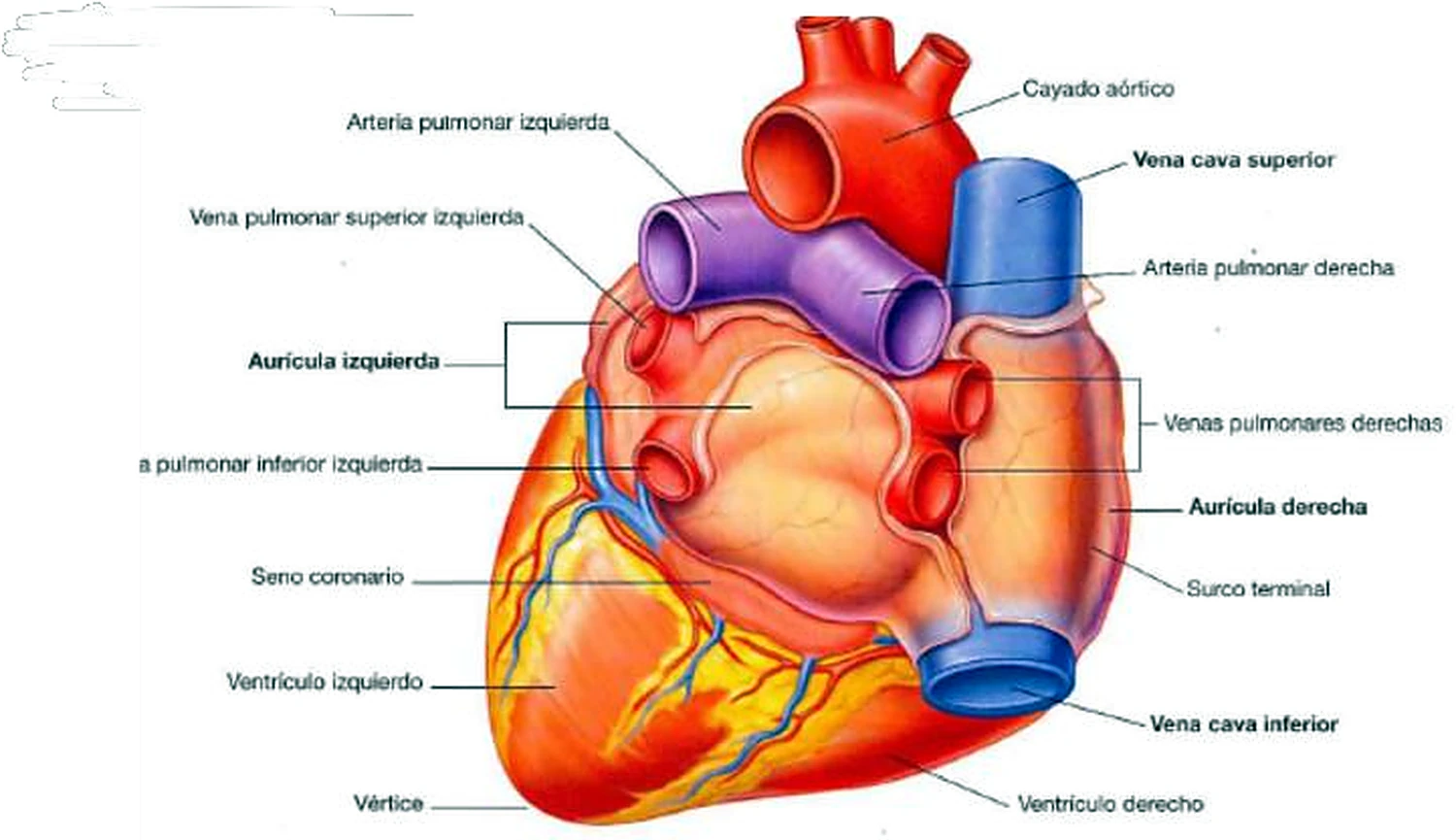 La cara posterior del corazón con los grandes vasos; las venas en azul y las arterias pulmonares en morado.