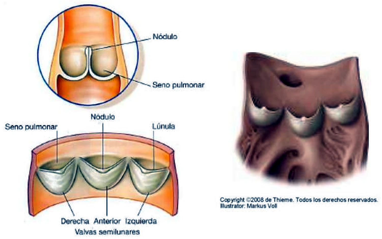 El tronco pulmonar abierto, con tres valvas en forma de bolsillo.
