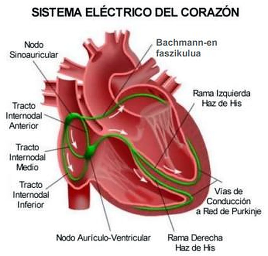 El corazón seccionado, con las vías de conducción en verde y flechas.