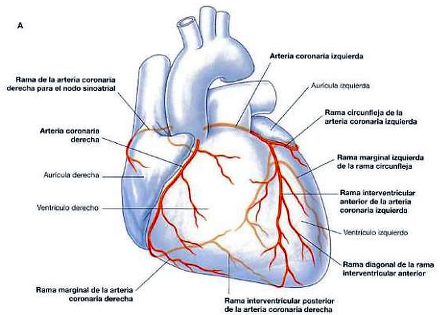El corazón por delante en azul claro, con las arterias coronarias en rojo.