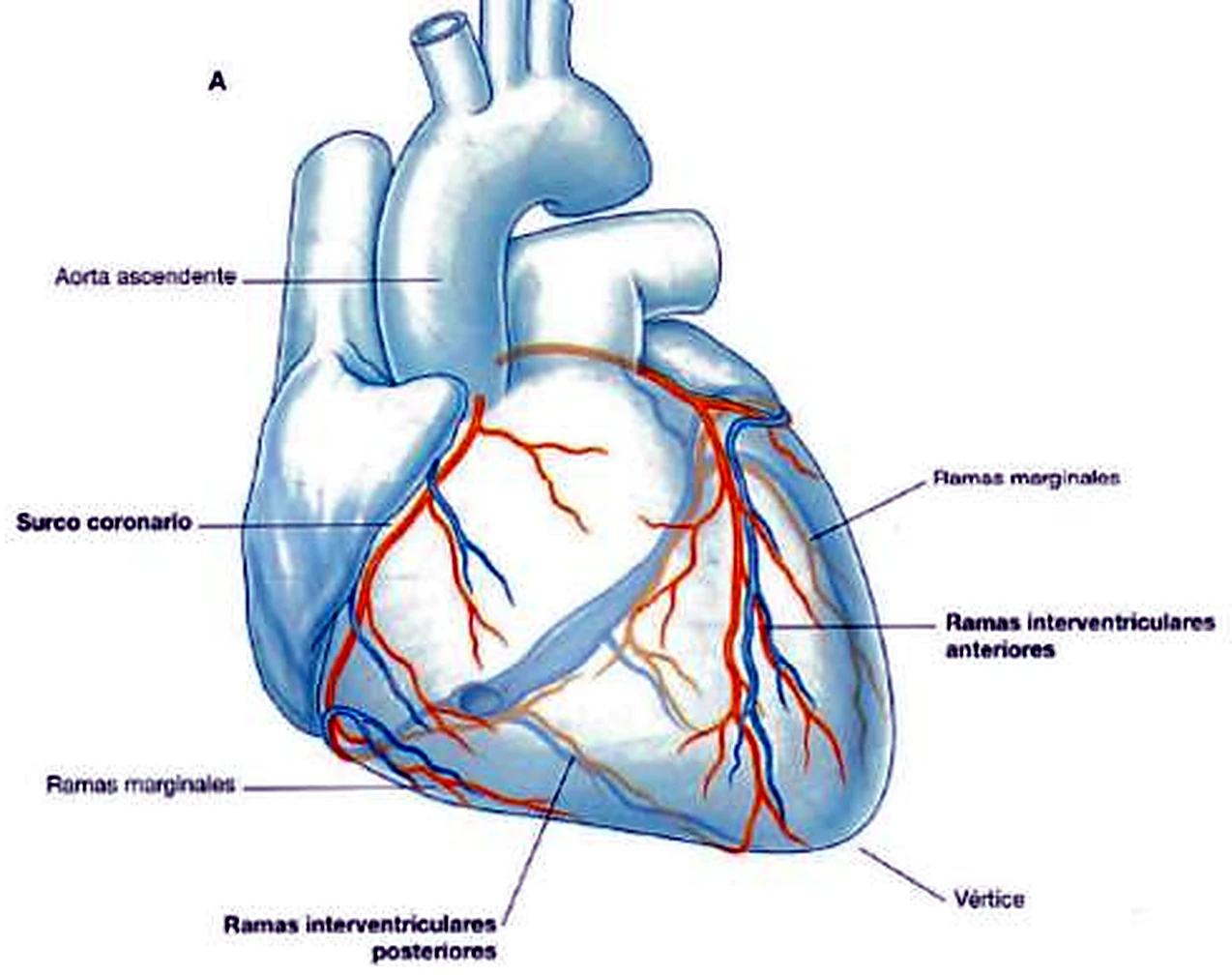 El corazón por delante, con las arterias y las venas una junto a otra.