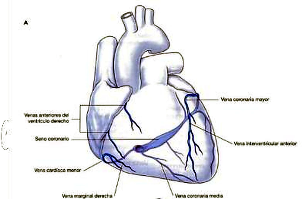 El corazón por delante, con las venas cardíacas en azul.