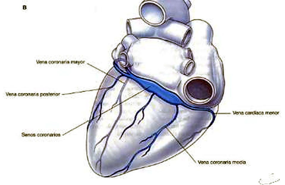 El corazón por detrás y desde abajo, con el seno coronario como una banda ancha azul.