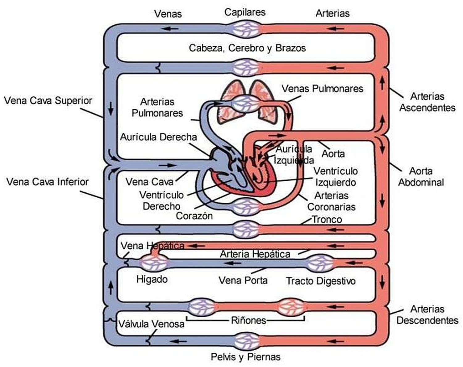 Esquema rectangular: las arterias en rojo a la derecha, las venas en azul a la izquierda y los capilares de los órganos en el centro.