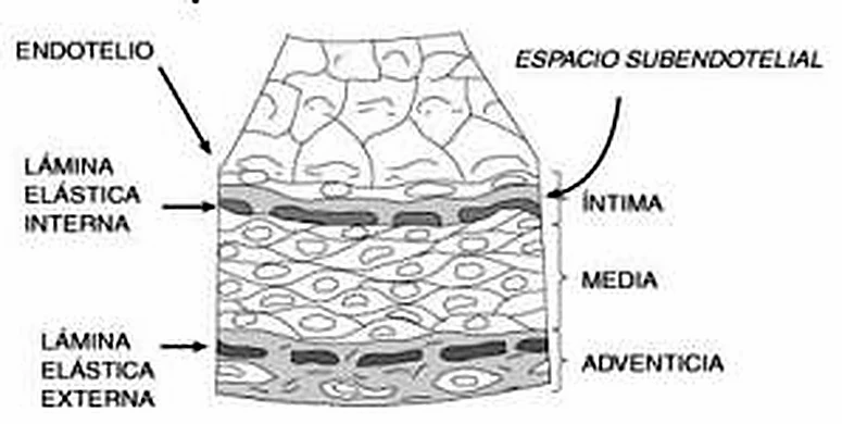 Dibujo histológico con las capas y las láminas elásticas oscuras.