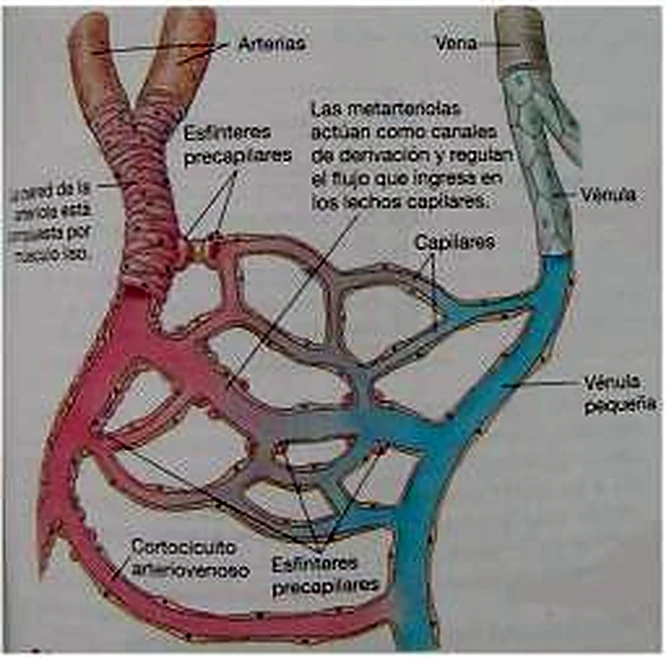 Una red capilar entre la arteriola roja y la vénula azul.