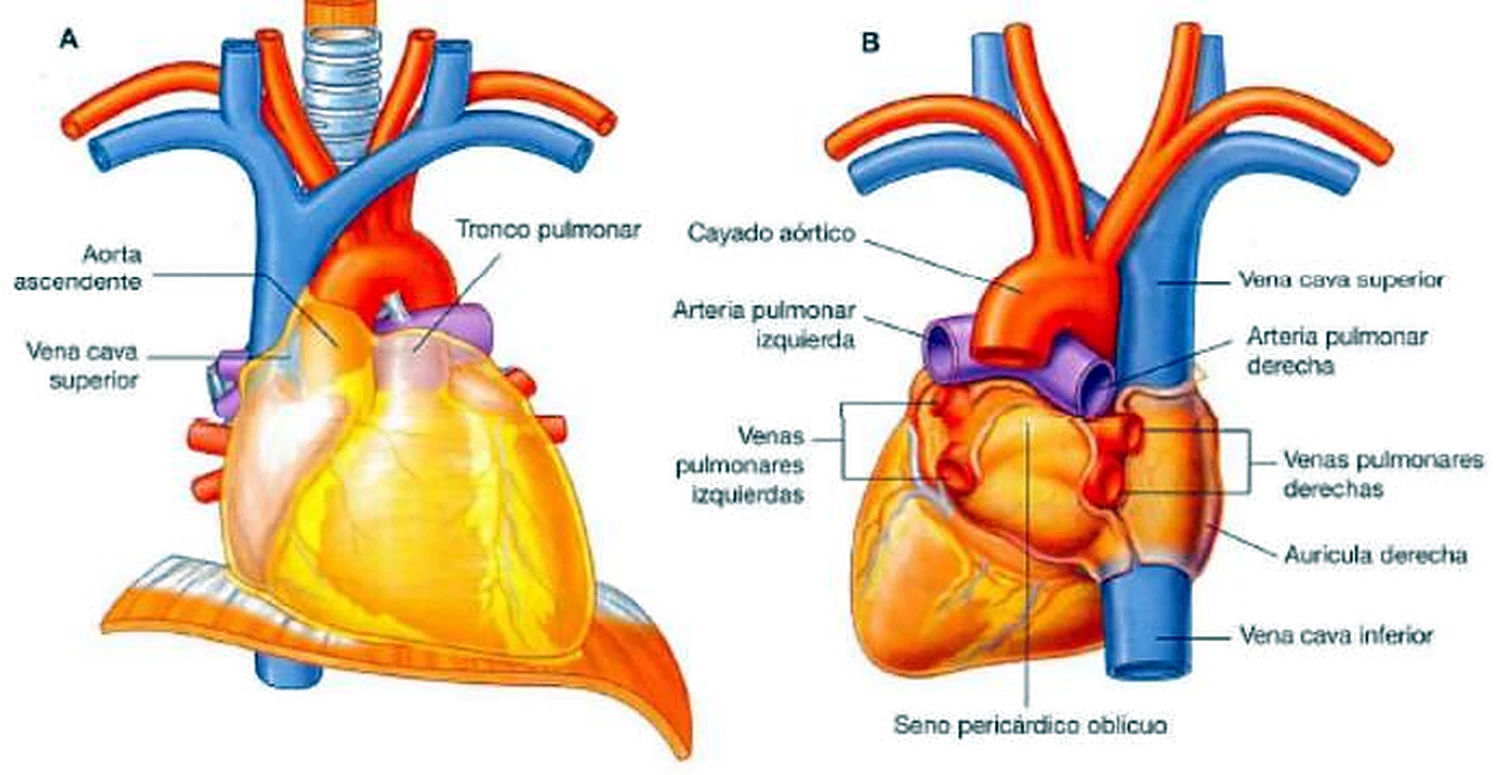 El corazón en dos vistas, con la aorta en rojo, las venas en azul y las arterias pulmonares en morado.