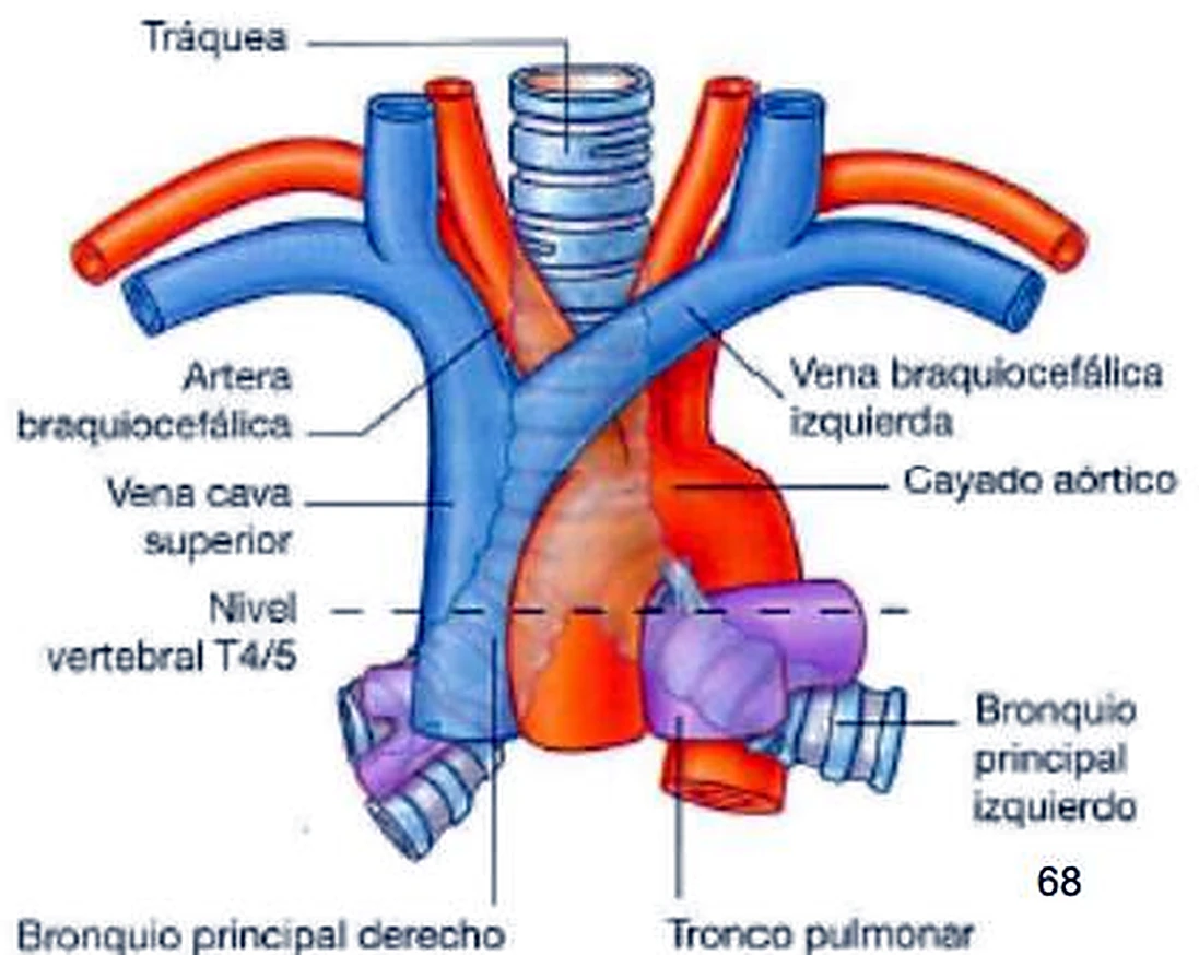 La tráquea en el centro, la aorta roja y las venas cavas azules a su alrededor.