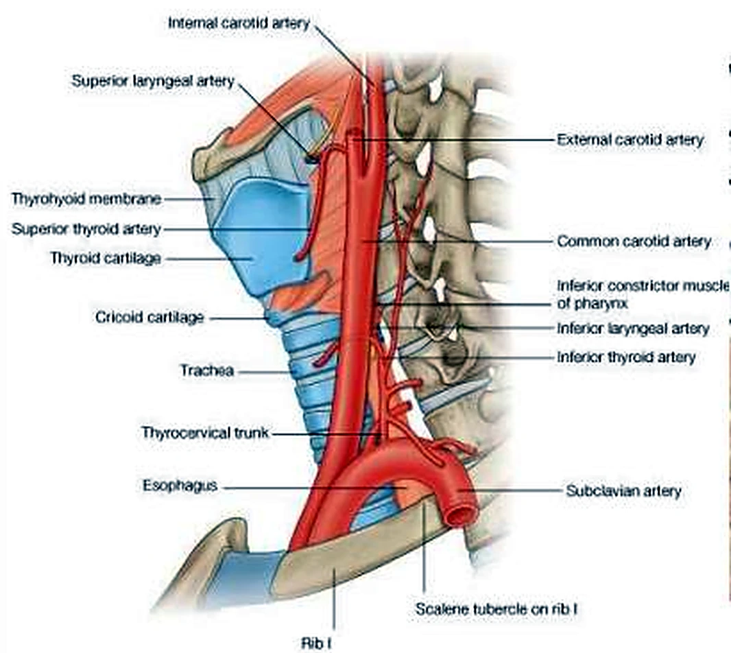 El cuello de lado, con las arterias en rojo y los cartílagos de la laringe en azul.