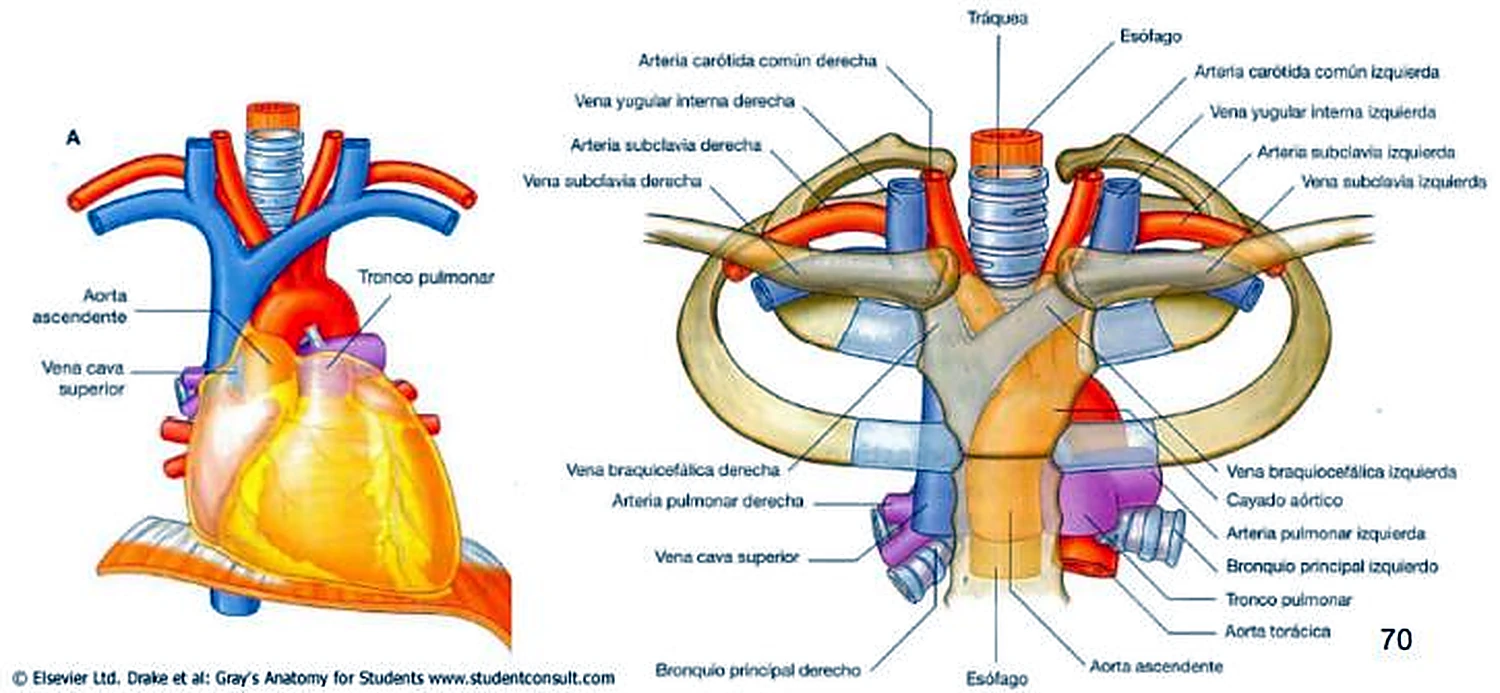 El corazón y la abertura torácica superior por delante, con los vasos en colores.