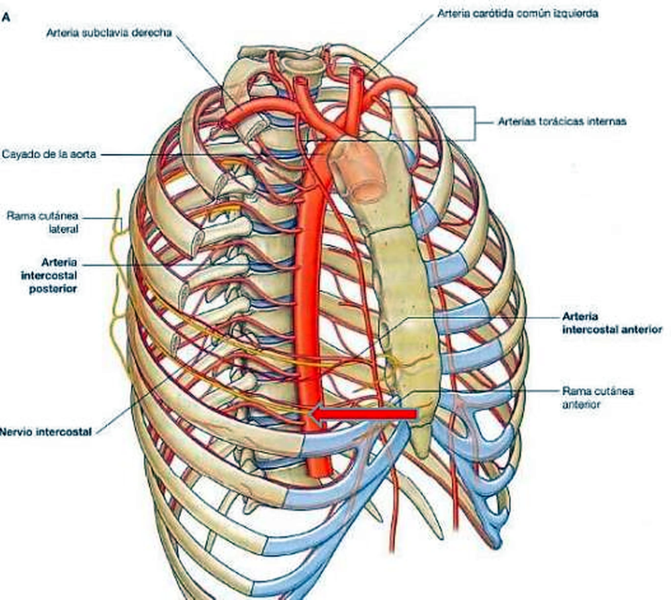 La caja torácica en vista anterolateral, con la aorta en rojo junto a la columna vertebral.