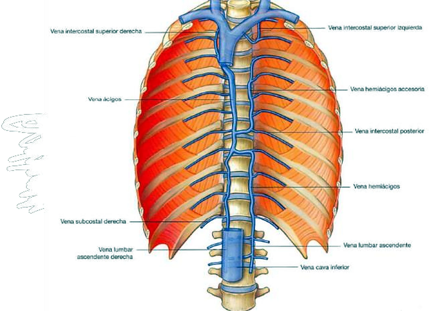 La pared torácica posterior, con las venas en azul a los lados de la columna vertebral.