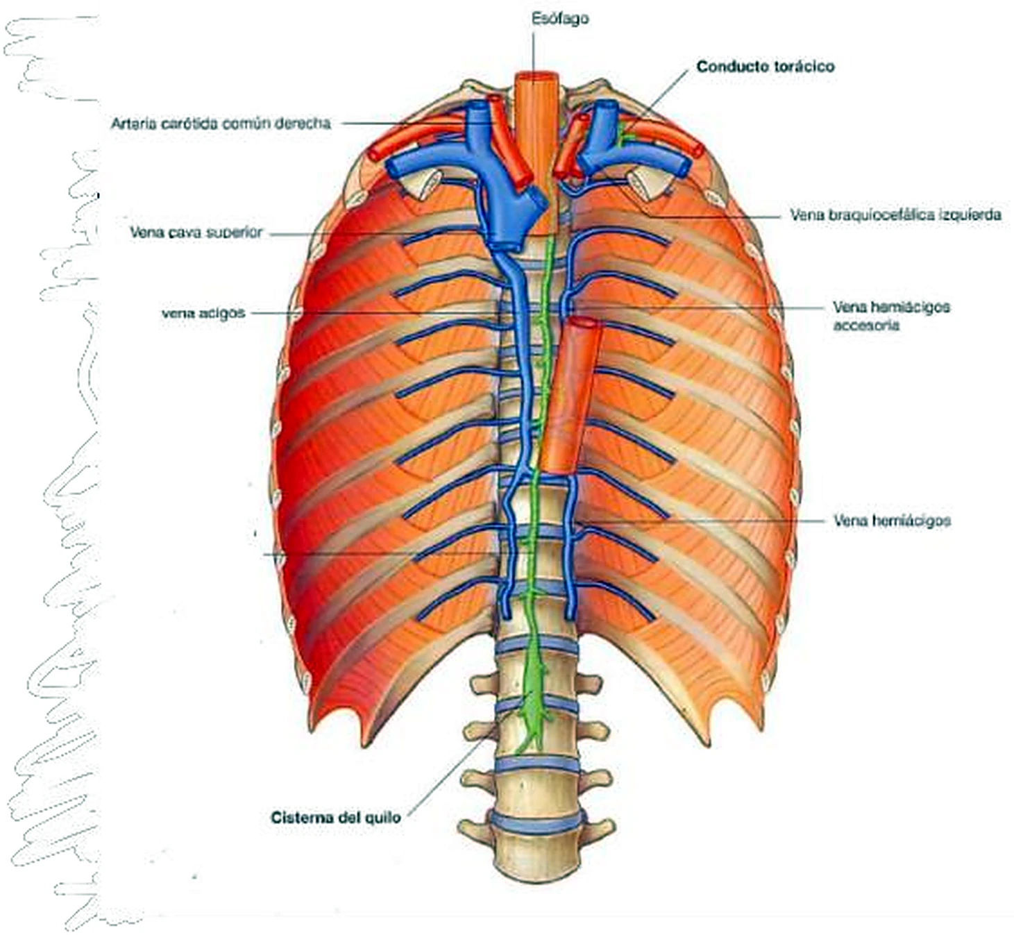 La pared torácica posterior, con el esófago y la aorta en rojo, las venas en azul y el conducto linfático en verde.