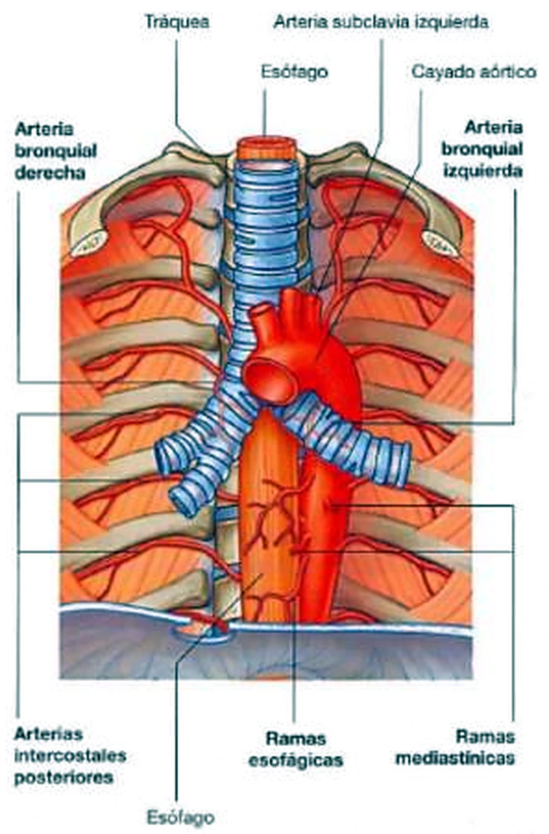 La tráquea, el esófago y la aorta por delante, con pequeñas ramas en rojo.