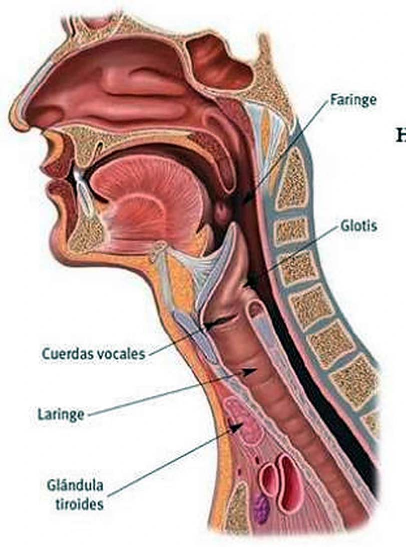 Corte de perfil de la cabeza, con las vías del aire y de los alimentos visibles.