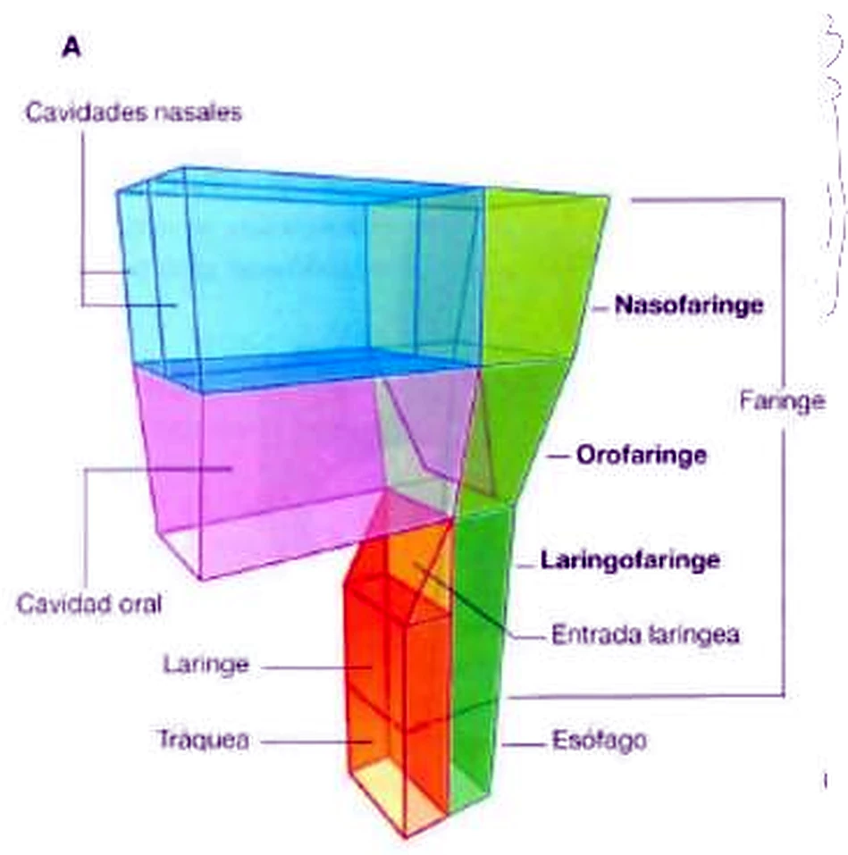 Esquema de cajas de colores: fosas nasales, boca, faringe, laringe, tráquea y esófago.