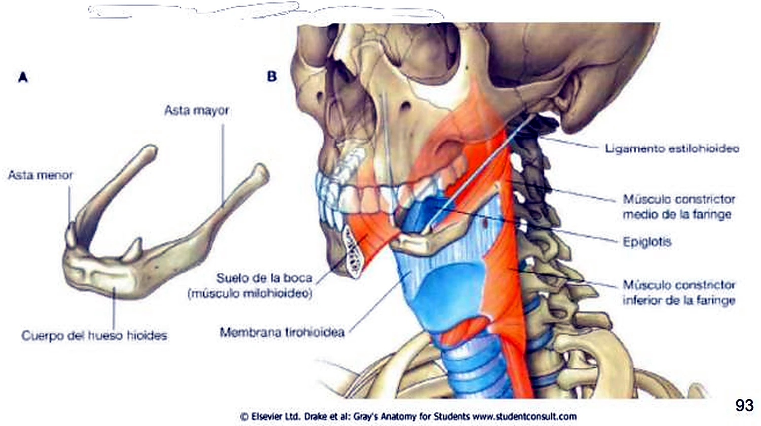 El hueso hioides aislado y en una vista del cuello con el cráneo.