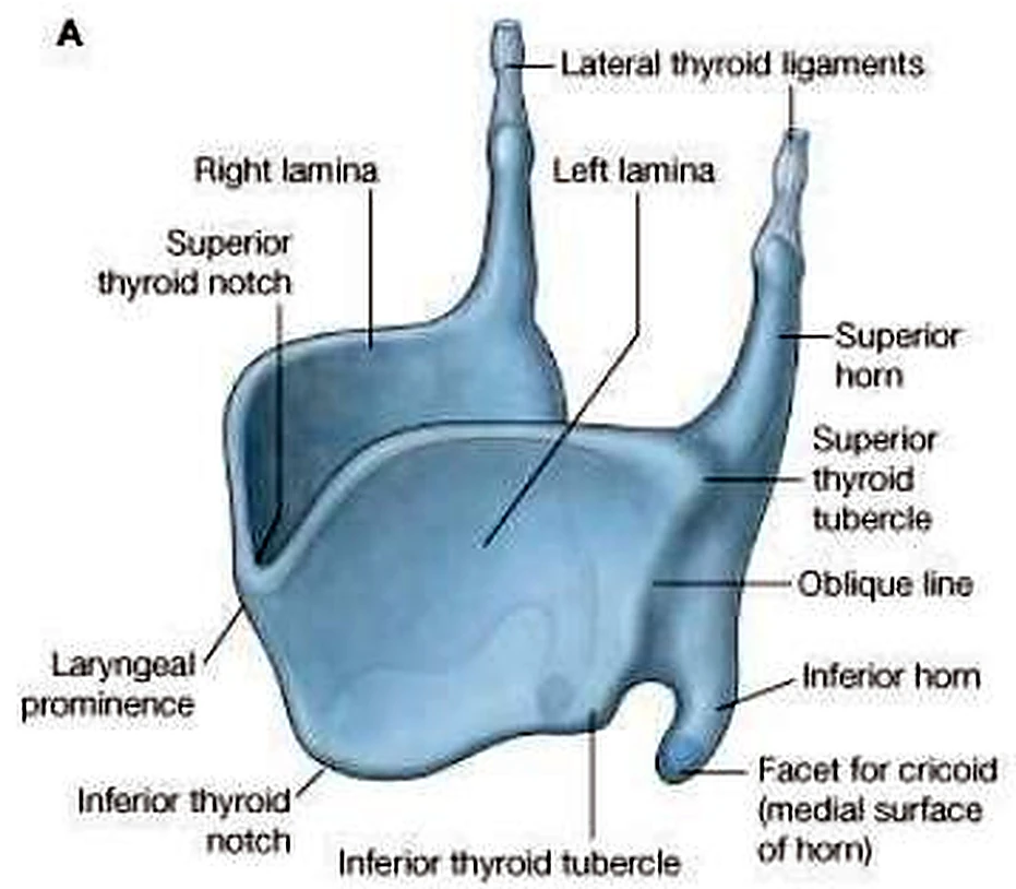 El cartílago tiroides en azul, en vista anterolateral.