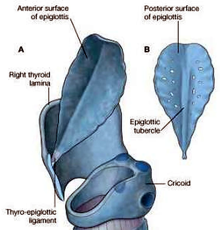 La epiglotis en forma de hoja, de lado y por detrás.