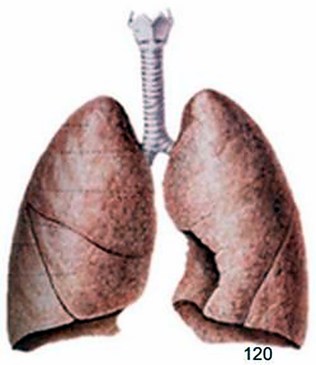 La tráquea y los dos pulmones en tono marrón por delante, con las cisuras en líneas oscuras.